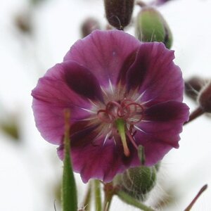 Geranium ph. 'Samobor' geen maat specificatie 0,55L/P9cm - afbeelding 4