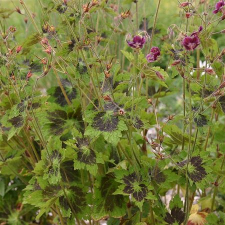 Geranium ph. 'Samobor' geen maat specificatie 0,55L/P9cm - afbeelding 6