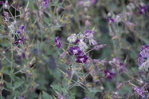 Geranium ph. 'Samobor' geen maat specificatie 0,55L/P9cm