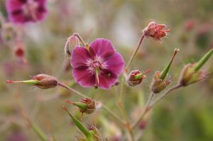 Geranium ph. 'Samobor' geen maat specificatie 0,55L/P9cm - image 5