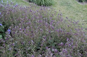 Geranium ph. 'Samobor' geen maat specificatie 0,55L/P9cm - image 2