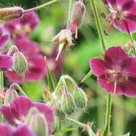Geranium ph. 'Samobor' geen maat specificatie 0,55L/P9cm - image 7