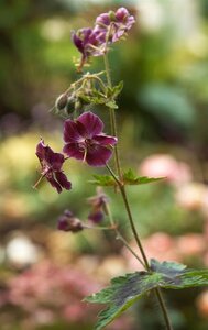 Geranium ph. 'Samobor' geen maat specificatie 0,55L/P9cm - image 3