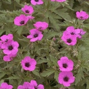 Geranium psilostemon geen maat specificatie 0,55L/P9cm - afbeelding 1