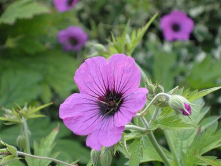 Geranium psilostemon geen maat specificatie 0,55L/P9cm - afbeelding 2