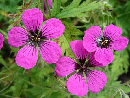 Geranium psilostemon geen maat specificatie 0,55L/P9cm - afbeelding 3