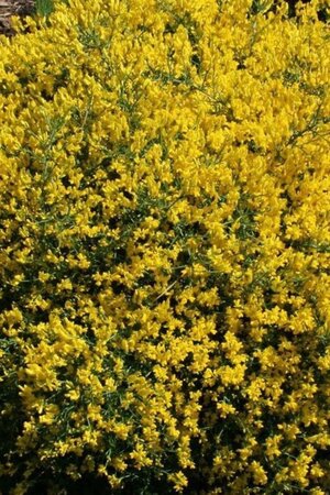 Genista pilosa 'Vancouver Gold' 25-30 cm cont. 3,0L - afbeelding 1