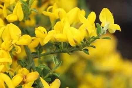 Genista pilosa 'Vancouver Gold' 25-30 cm cont. 3,0L - afbeelding 2