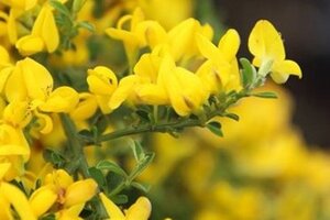 Genista pilosa 'Vancouver Gold' 25-30 cm cont. 3,0L - afbeelding 2