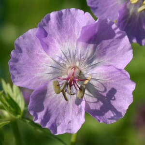 Geranium ph. 'Walküre' geen maat specificatie 0,55L/P9cm