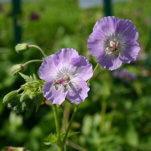 Geranium ph. 'Walküre' geen maat specificatie 0,55L/P9cm - afbeelding 2