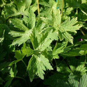 Geranium ph. 'Walküre' geen maat specificatie 0,55L/P9cm - afbeelding 3