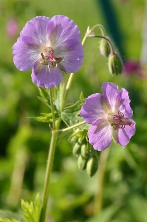 Geranium ph. 'Walküre' geen maat specificatie 0,55L/P9cm - afbeelding 4