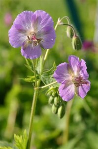 Geranium ph. 'Walküre' geen maat specificatie 0,55L/P9cm - afbeelding 4