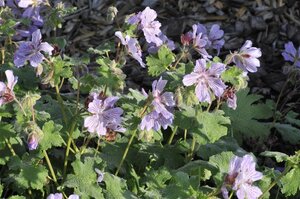 Geranium renardii 'Tcschelda' geen maat specificatie 0,55L/P9cm