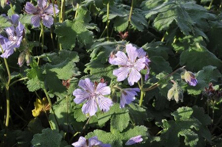 Geranium renardii 'Tcschelda' geen maat specificatie 0,55L/P9cm - afbeelding 2