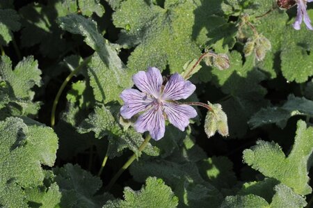 Geranium renardii 'Tcschelda' geen maat specificatie 0,55L/P9cm - afbeelding 3