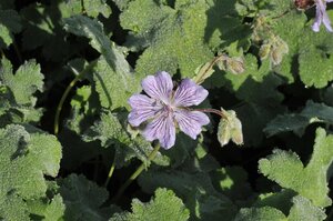 Geranium renardii 'Tcschelda' geen maat specificatie 0,55L/P9cm - afbeelding 3
