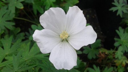 Geranium sang. 'Album' geen maat specificatie 0,55L/P9cm - afbeelding 2