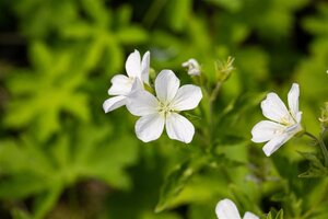 Geranium sang. 'Album' geen maat specificatie 0,55L/P9cm