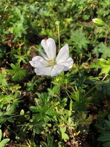 Geranium sang. 'Album' geen maat specificatie 0,55L/P9cm - afbeelding 8