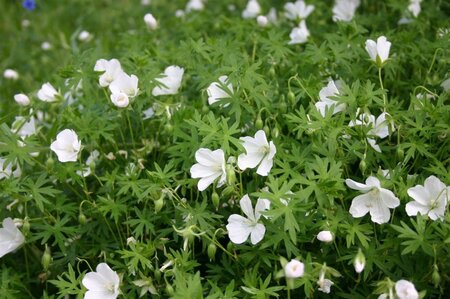 Geranium sang. 'Album' geen maat specificatie 0,55L/P9cm - afbeelding 6
