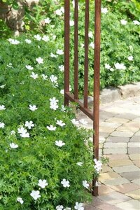 Geranium sang. 'Album' geen maat specificatie 0,55L/P9cm - afbeelding 5