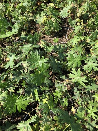 Geranium sang. 'Album' geen maat specificatie 0,55L/P9cm - afbeelding 7