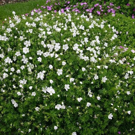 Geranium sang. 'Album' geen maat specificatie 0,55L/P9cm - afbeelding 5