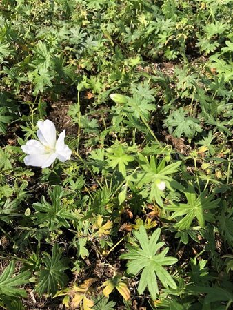 Geranium sang. 'Album' geen maat specificatie 0,55L/P9cm - afbeelding 6