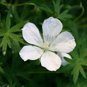 Geranium sang. 'Album' geen maat specificatie 0,55L/P9cm - afbeelding 4