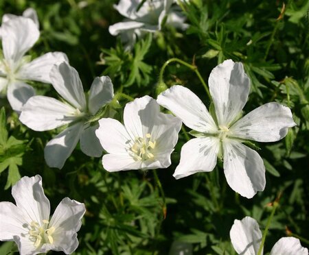Geranium sang. 'Album' geen maat specificatie 0,55L/P9cm - afbeelding 3