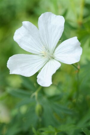 Geranium sang. 'Album' geen maat specificatie 0,55L/P9cm - afbeelding 6