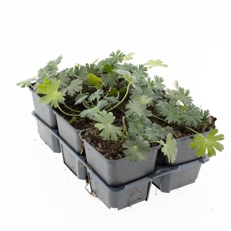 Geranium sang. 'Album' geen maat specificatie 0,55L/P9cm - afbeelding 12