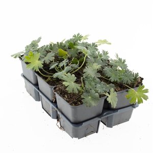 Geranium sang. 'Album' geen maat specificatie 0,55L/P9cm - afbeelding 12