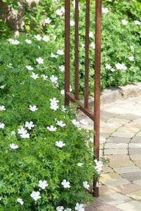Geranium sang. 'Album' geen maat specificatie 0,55L/P9cm - afbeelding 5