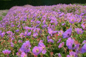 Geranium 'Sweet Heidy' geen maat specificatie 0,55L/P9cm - afbeelding 1