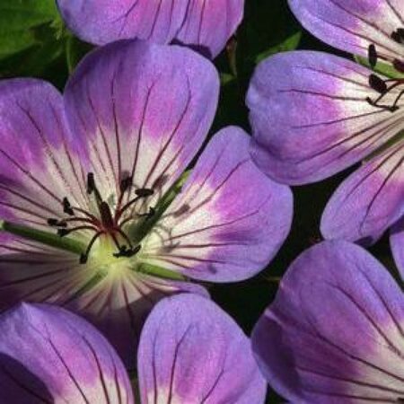 Geranium 'Sweet Heidy' geen maat specificatie 0,55L/P9cm - afbeelding 2
