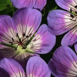 Geranium 'Sweet Heidy' geen maat specificatie 0,55L/P9cm - afbeelding 2