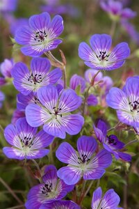 Geranium 'Sweet Heidy' geen maat specificatie 0,55L/P9cm - afbeelding 4