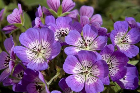 Geranium 'Sweet Heidy' geen maat specificatie 0,55L/P9cm - image 3