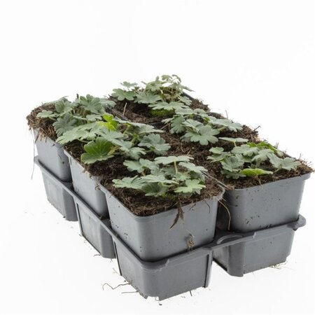 Geranium sang. 'Max Frei' geen maat specificatie 0,55L/P9cm - afbeelding 5
