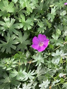 Geranium sang. 'Max Frei' geen maat specificatie 0,55L/P9cm - afbeelding 2