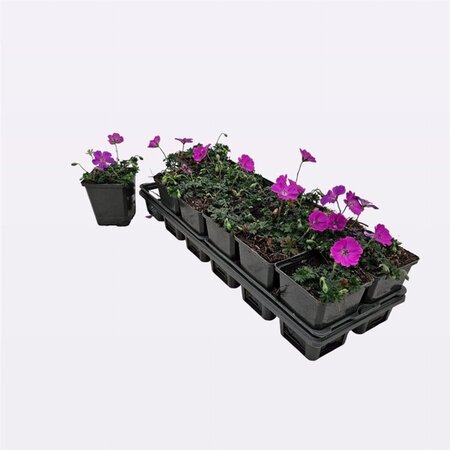 Geranium sang. 'Max Frei' geen maat specificatie 0,55L/P9cm - afbeelding 3