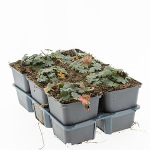 Geranium sang. 'Max Frei' geen maat specificatie 0,55L/P9cm - afbeelding 6