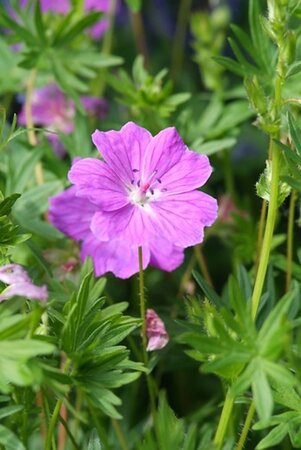 Geranium sang. 'Max Frei' geen maat specificatie 0,55L/P9cm - afbeelding 5
