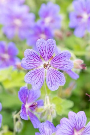 Geranium 'Terre Franche' geen maat specificatie 0,55L/P9cm - afbeelding 1