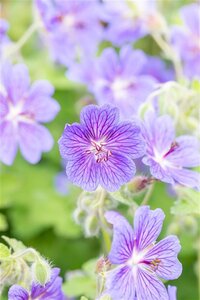 Geranium 'Terre Franche' geen maat specificatie 0,55L/P9cm - afbeelding 2