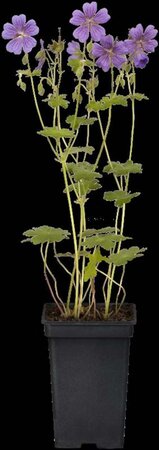 Geranium 'Terre Franche' geen maat specificatie 0,55L/P9cm - afbeelding 3