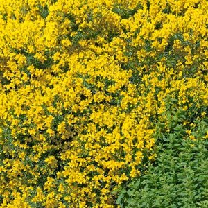 Genista tinctoria 'Royal Gold' 50-60 cm cont. 3,0L